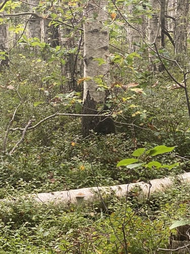 Rotes Eichhörnchen Waren