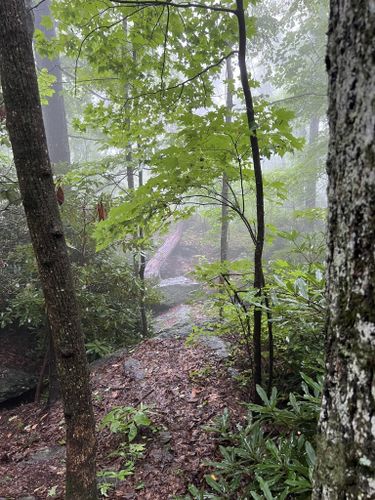 Devils Den Nature Preserve Trail: 184 Reviews, Map - Virginia