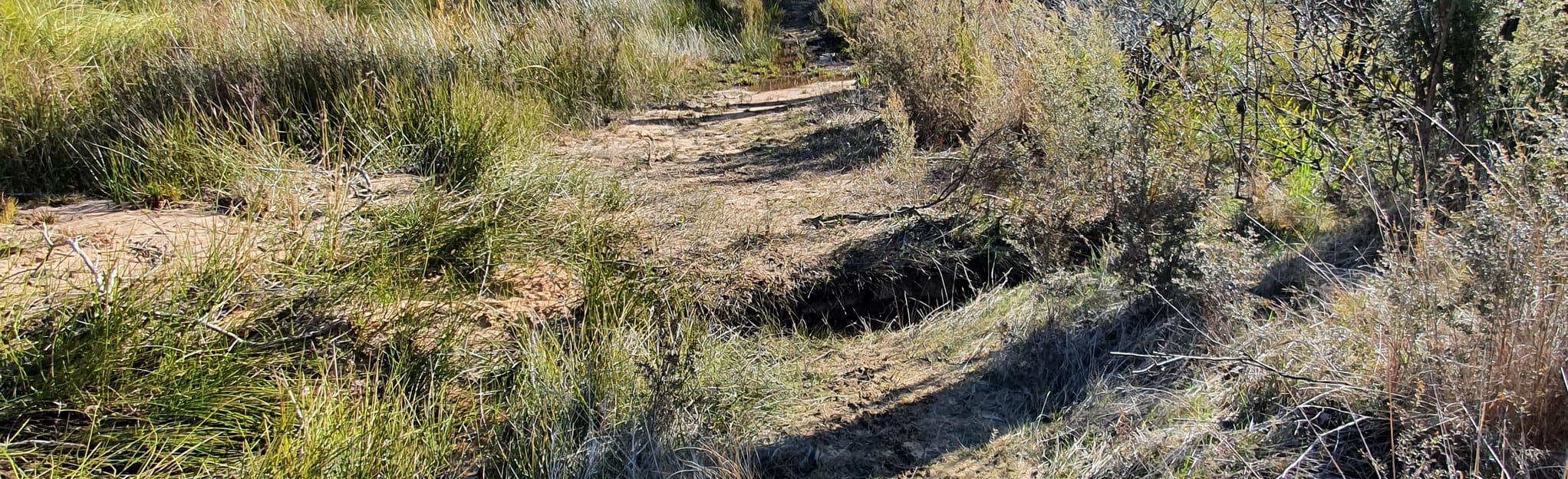 Medlow Bath to Wentworth Falls via Bruce