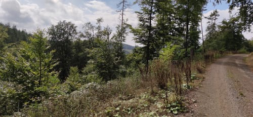 Rundwanderweg Freienhagen 5
