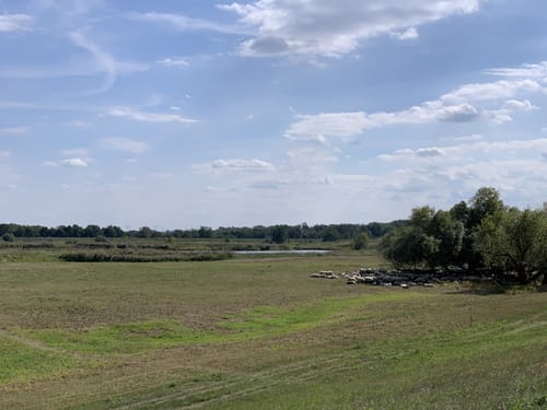 An der Oder: Von Küstrin-Kietz nach Strausberg