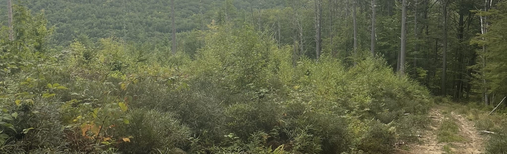 Erving Forest Crossroad Loop, Massachusetts 14 Reviews, Map AllTrails