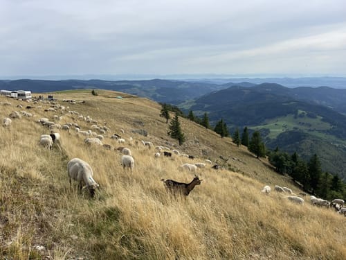 Vom Belchenhaus ins Tal