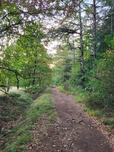 Rundweg Rantzauer Forst - Tangstedter Moor