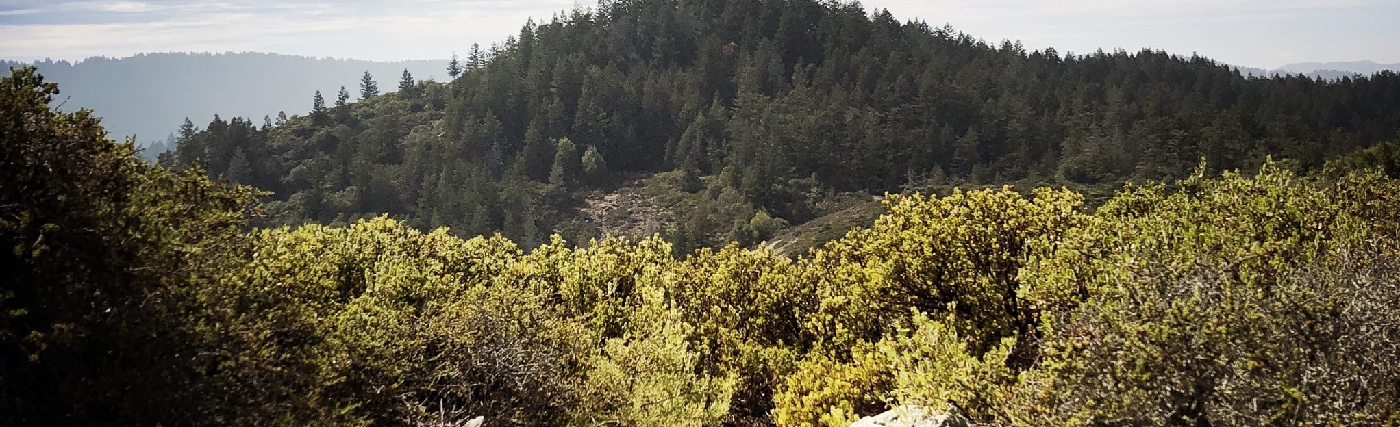 Willis Evans, San Geronimo Ridge, and East Sylvestris Fire Road Loop