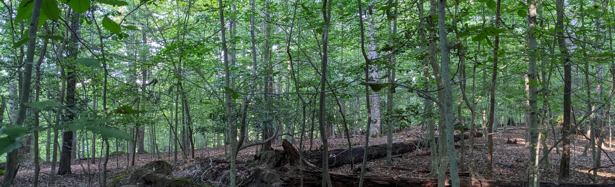 Matoaka Peninsula and Woods Loop 116 foto Virginia AllTrails