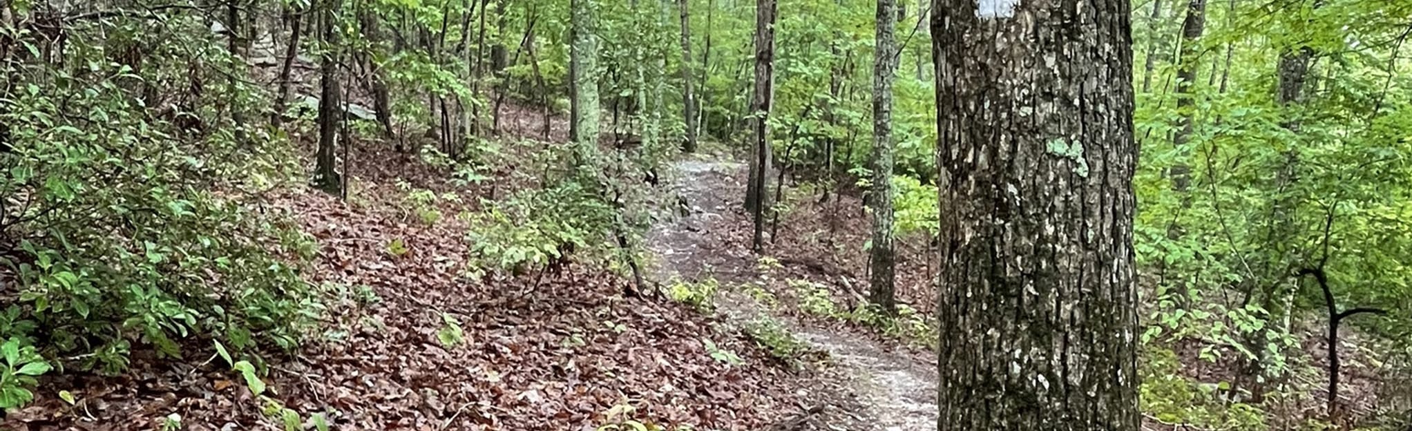 Jump Off Rock to Tower Road via - EyJidWNrZXQiOiJhc3NldHMuYWxsdHJhaWxzLmNvbSIsImtleSI6InVwbG9hZHMvcGhvdG8vaW1hZ2UvNTE5OTA5NDQvN2I2MTNiY2QyZTU4N2Y2YTE0NGZkYjRlMTZmNTQ1M2MuanBnIiwiZWRpdHMiOnsidG9Gb3JtYXQiOiJqcGVnIiwicmVzaXplIjp7IndpZHRoIjoyMDQ0LCJoZWlnaHQiOjYyNCwiZml0IjoiY292ZXIifSwicm90YXRlIjpudWxsLCJqcGVnIjp7InRyZWxsaXNRdWFudGlzYXRpb24iOnRydWUsIm92ZXJzaG9vdERlcmluZ2luZyI6dHJ1ZSwib3B0aW1pc2VTY2FucyI6dHJ1ZSwicXVhbnRpc2F0aW9uVGFibGUiOjN9fX0=