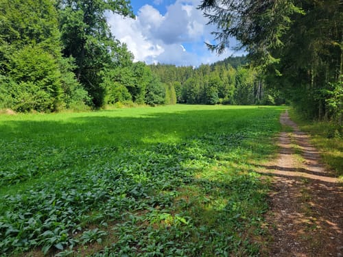 Thanninger Weiher Rundwanderweg