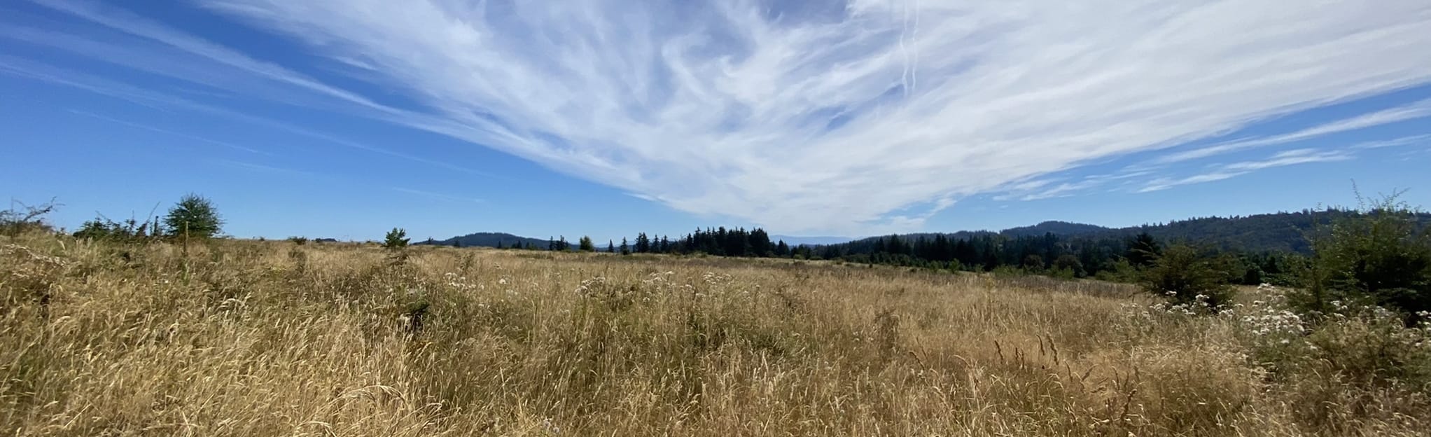 Hawthorn and Douglas Fir Trail Loop, Oregon - 342 Reviews, Map | AllTrails