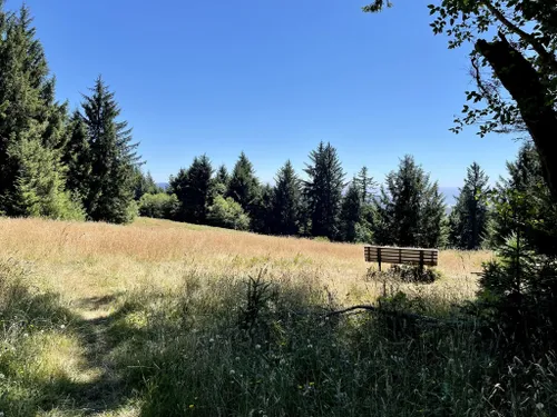 10 Best Wild Flowers Trails in Yachats