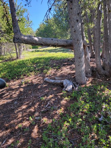 are dogs allowed at klamath national forest