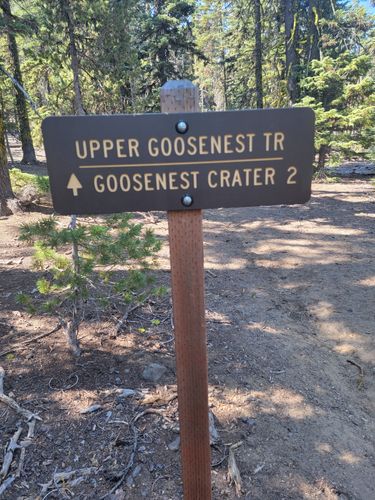 are dogs allowed at klamath national forest