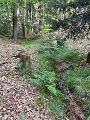 Wolfental und Drachenfels Rundweg