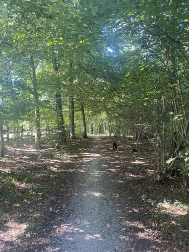 Koellnischer Wald