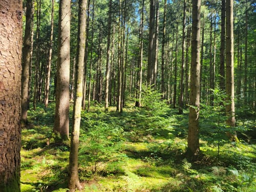 Thanninger Weiher Rundwanderweg
