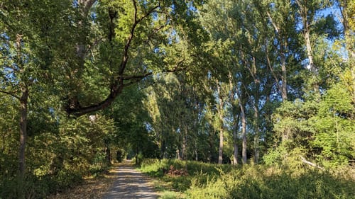 Radrundweg Klein-Rohrheim - Burg Stein