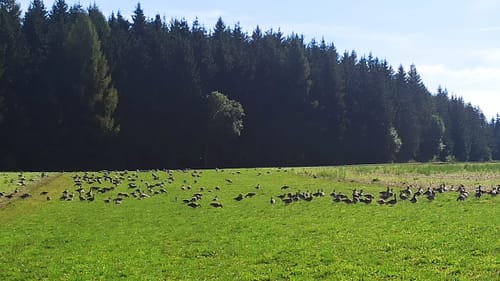 Kirnbergsee Rundweg