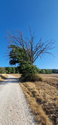 Hessische Apfelwein- und Obstwiesenroute: Ober - und Niederjosbach