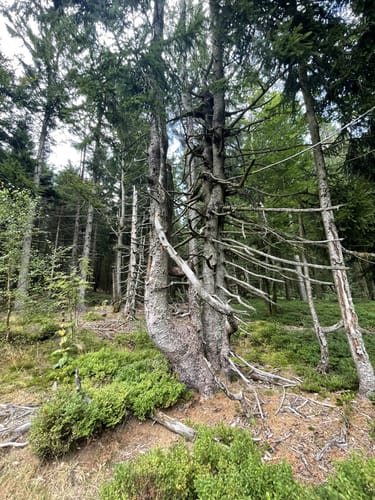 Rund um den Geißkopf 