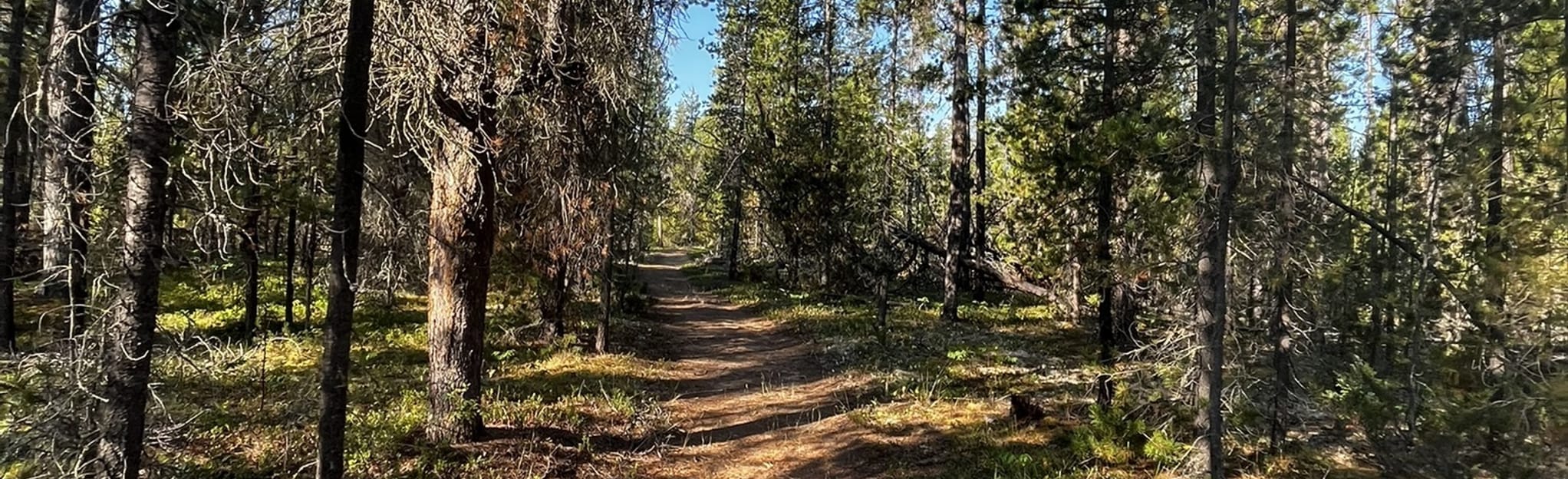 Lichen Loop 16 fotos Colúmbia Britânica, Canadá AllTrails