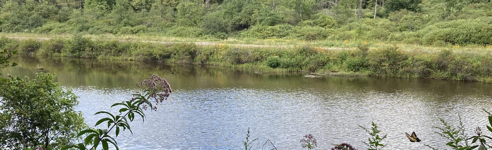 Dale's Trail 62 Reviews, Map West Virginia AllTrails