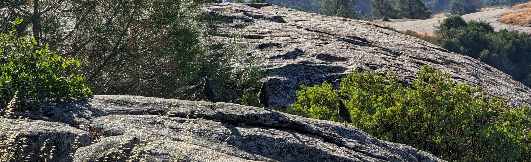 Tollhouse Rock 18 Reviews, 11 Photos, Map California AllTrails