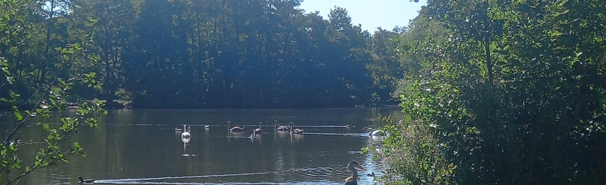 Elmdon Park Walk, West Midlands, England 9 Reviews, Map AllTrails