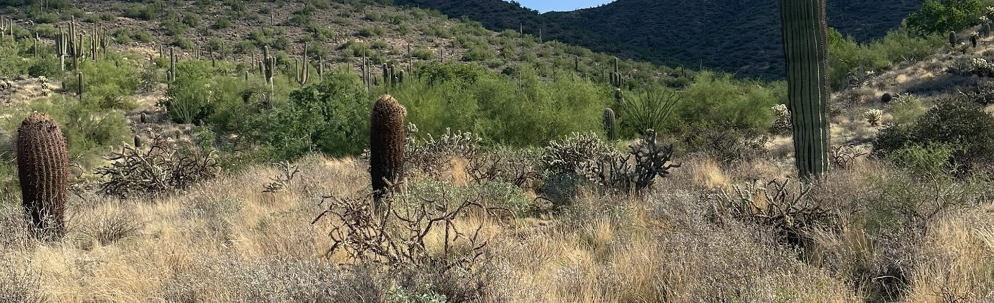 Lost Dog Wash Trail to Ringtail Trail Loop 2.102 fotos Arizona