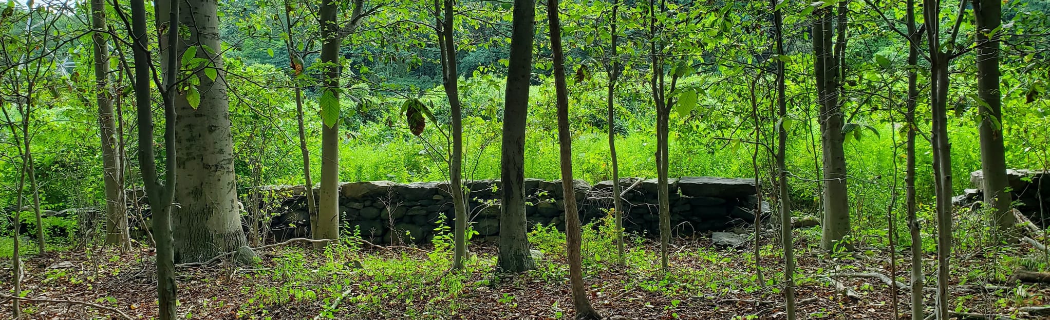 Ridge Road Park Trail Loop 38 Reviews, Map New York AllTrails