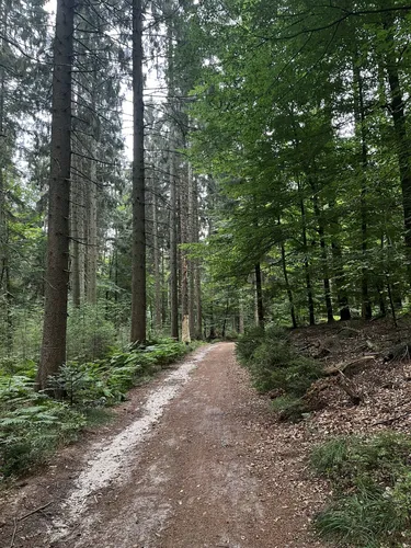 2023 Best Long Trails in Naturschutzgebiet Buchenwälder im Rosengarten
