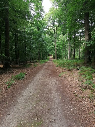 Bei Labbeck durch den Tüchelwald