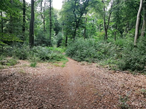 Bei Labbeck durch den Tüchelwald