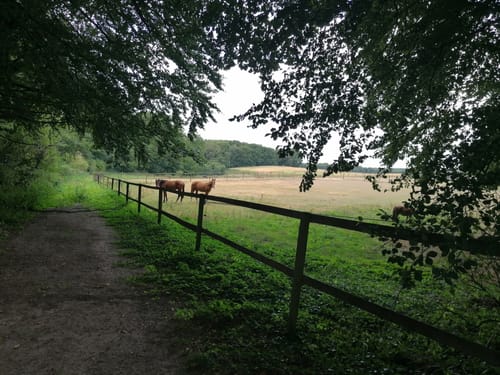Bei Labbeck durch den Tüchelwald