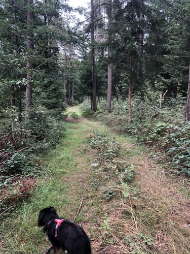 Taxölderner Schlucht zum Aussichtsturm Hirschberg