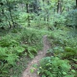 Hickory Creek Wilderness Trail, Pennsylvania - 346 Reviews, Map | AllTrails