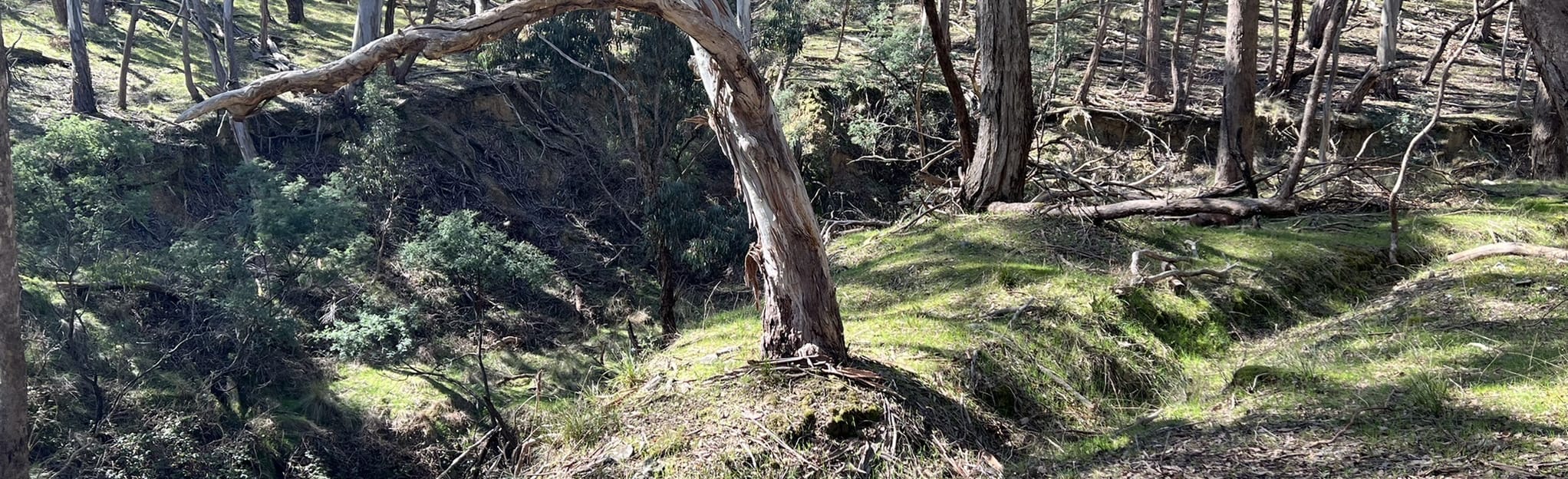 The Triangle via Dry Diggings Track 43 Reviews, Map Victoria