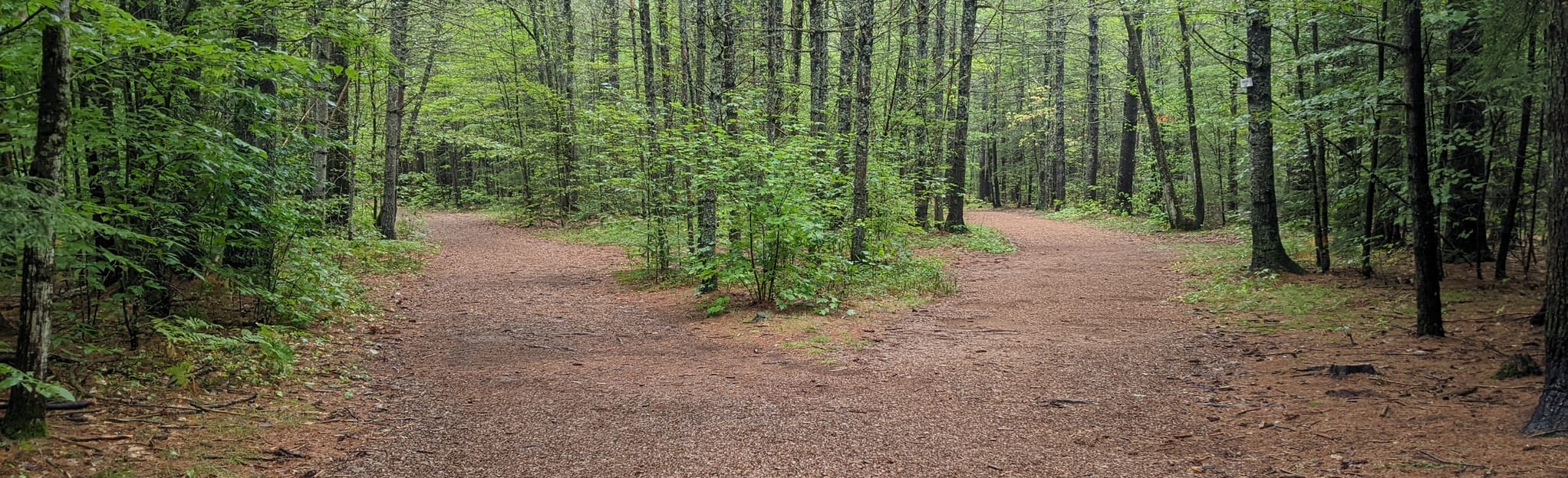 Stonehurst Manor Trail 144 Reviews, Map New Hampshire AllTrails