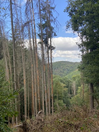 Ruine Neuerburg und Fockenbachtal (Kurtscheid K2)