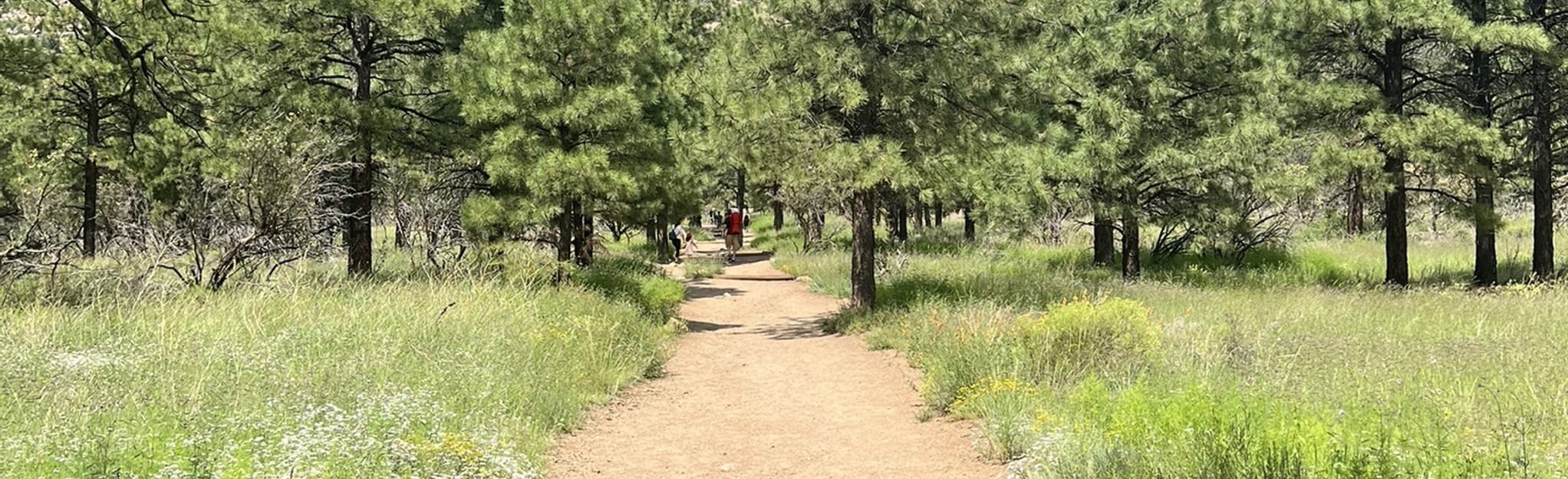 Christmas Tree Trail Map, Guide Arizona AllTrails