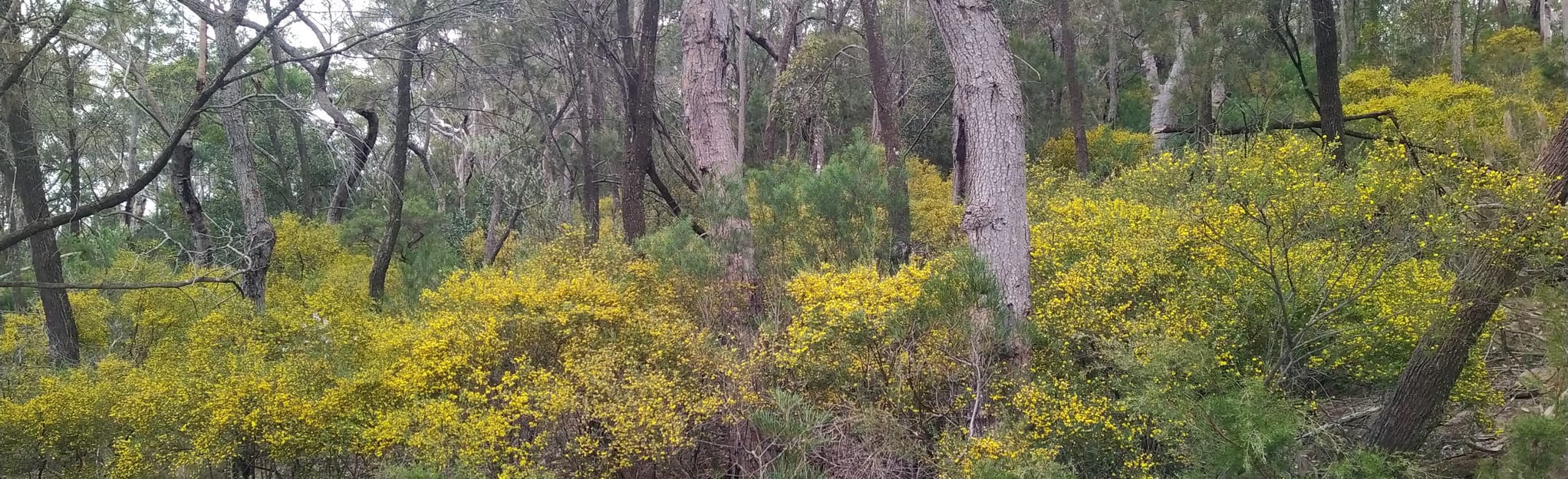 Glenbrook to Blaxland via Mule's Path Map, Guide New South Wales