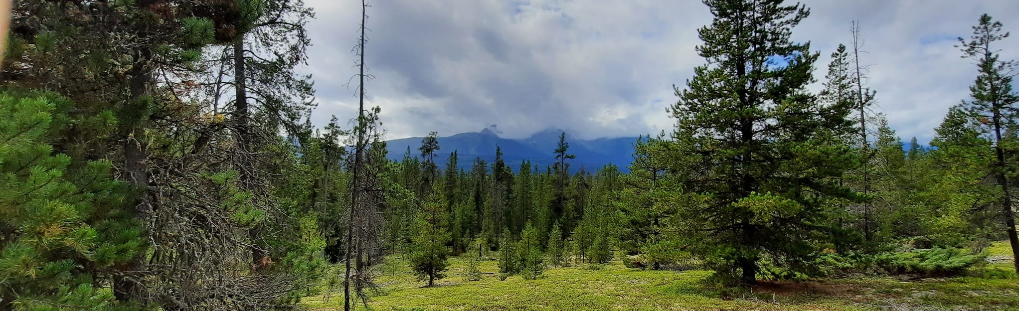 Pine Tree Trail 15 Reviews, Map British Columbia, Canada AllTrails