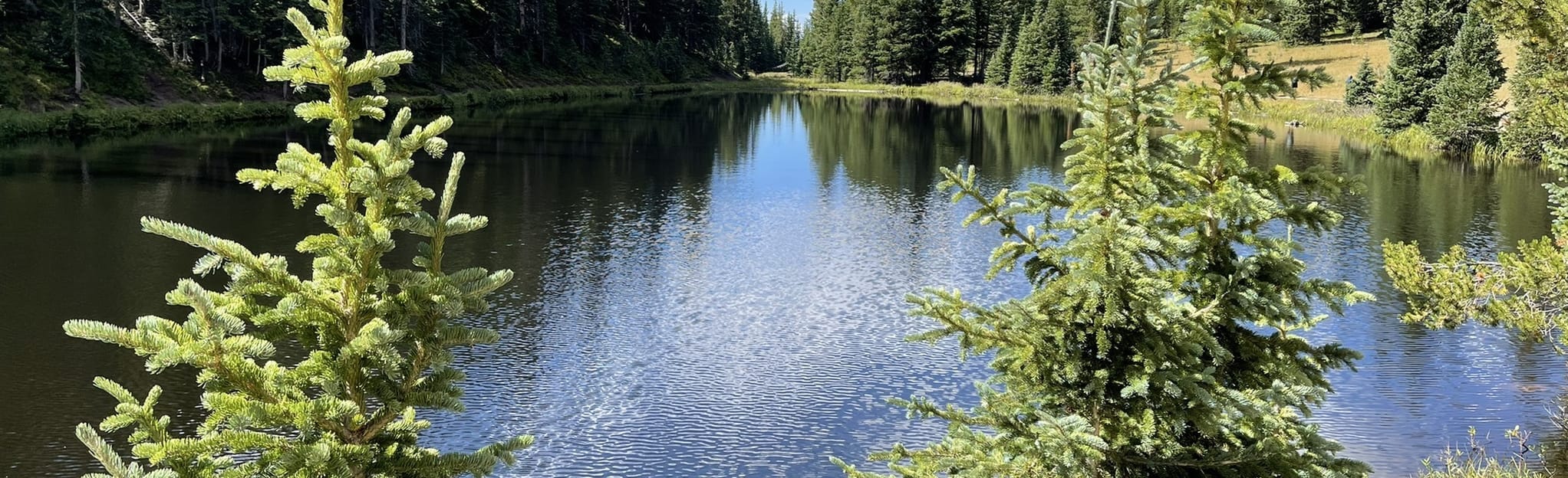 Irene Lake Trail Colorado AllTrails
