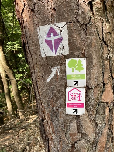 Gleiszellen: Mischwald-Wanderweg