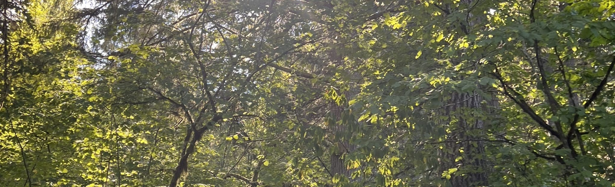 Grass Lake Nature Park Trail Map, Guide Washington AllTrails