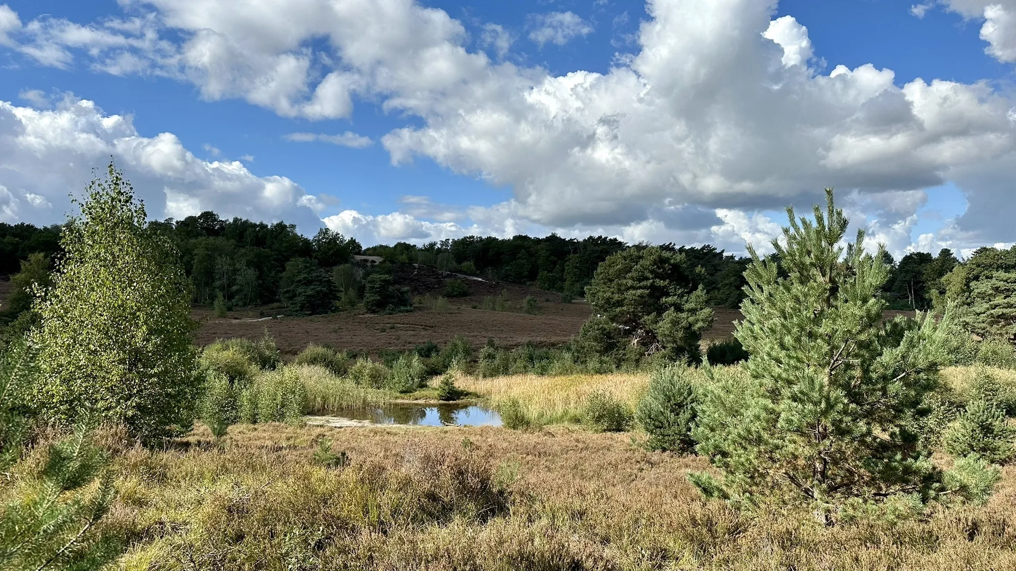 Foto van een route van Jessika Appel met titel Brunssummerheide Lichtblauwe Wandelroute