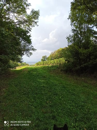 Steigerwald Panoramaweg Etappe 2: Herbolzheim - Bullenheim