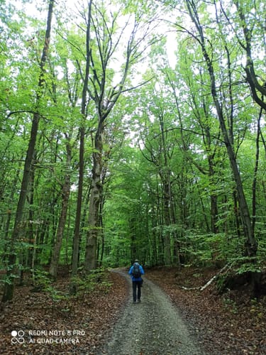 Steigerwald Panoramaweg Etappe 2: Herbolzheim - Bullenheim