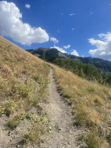 Wildflowers in Ouray, Colorado — Visit Ouray