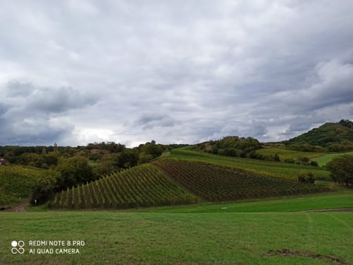 Steigerwald Panoramaweg Etappe 3: Bullenheim - Iphofen