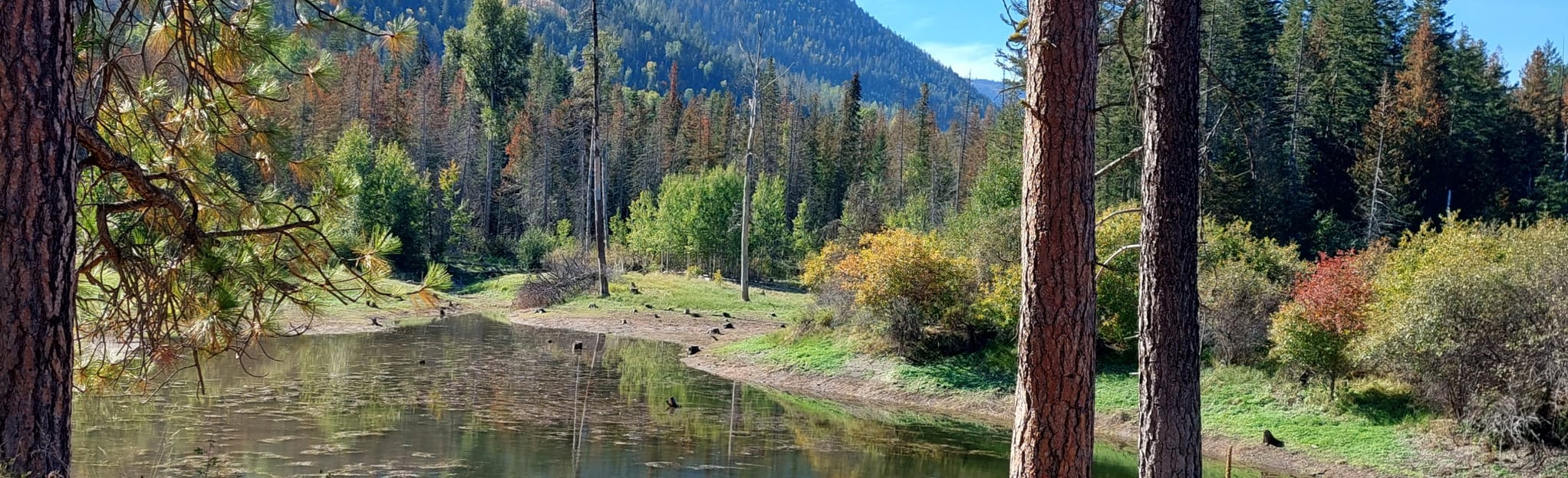 AllTrails Skimikin Lake Loop via Trails 2, 16, 4, 10, 1 35 Reviews